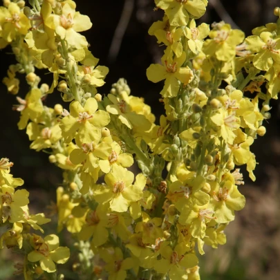 Papuľka väčšia žltá - Antirrhinum majus - semená - 20 ks