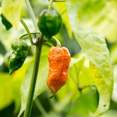 Chilli Bhut Jolokia oranžové - Capsicum chinense - semená - 5 ks