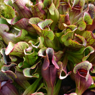 Špirlica purpurová extra veľká - saracénia - Sarracenia purpurea - semená - 12 ks