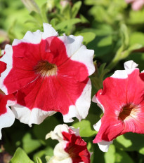 Petúnia Frost Fire - Petunia x grandiflora - semená - 30 ks