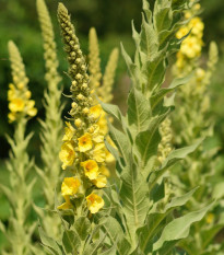 Divozel sápovitý - Verbascum phlomoides - semená - 0,1 g