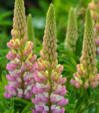 Lupina mnoholistá Russel Schlossfrau rosa - Lupinus polyphyllus - semená - 30 ks