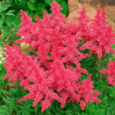 Astilba Koblenz - Astilbe - cibuľoviny - 1 ks