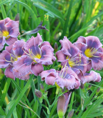 Ľaliovka Blue Sea - Hemerocallis - cibuľoviny - 1 ks