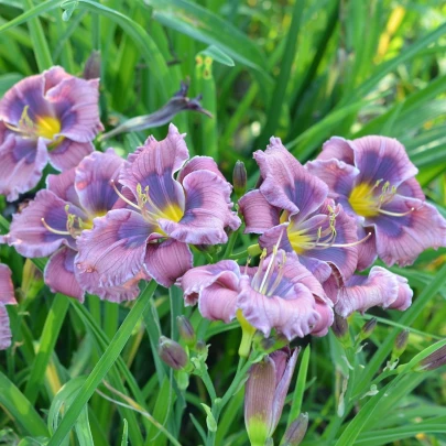 Ľaliovka Blue Sea - Hemerocallis - cibuľoviny - 1 ks