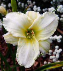 Ľaliovka White Temptation - Hemerocallis - cibuľoviny - 1 ks