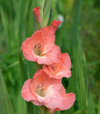 Gladiola Rose Supreme - Gladiolus - cibuľoviny - 3 ks