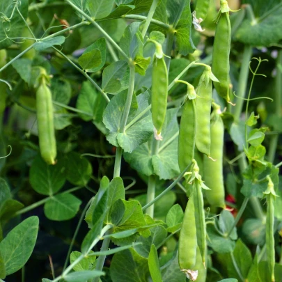 BIO Hrach cukrový Golden Sweet - Pisum sativum - bio semená - 35 ks