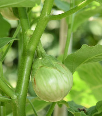 Baklažán Zelené jablko - Solanum melongena - semená - 6 ks