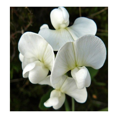 Hrachor popínavý kráľovský - Lathyrus odoratus - semená - 20 ks
