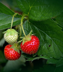 Jahoda Honeyo - Fragaria ananassa - voľnokorenné sadenice jahody - 5 ks