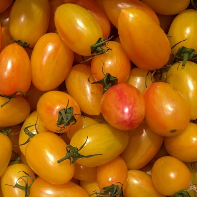 Paradajka Artisan Blush Tiger - Solanum lycopersicum - semená - 6 ks