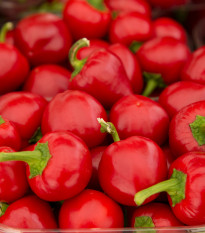 BIO Paprika Babybell červená - Capsicum annuum - bio semená - 10 ks