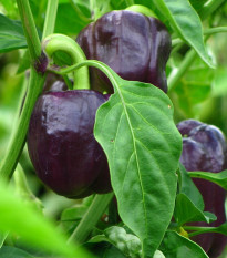 BIO Paprika Babybell chocolate - Capsicum annuum - bio semená - 10 ks