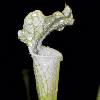 Špirlica bielolistá - Sarracenia leucophylla - semená - 10 ks