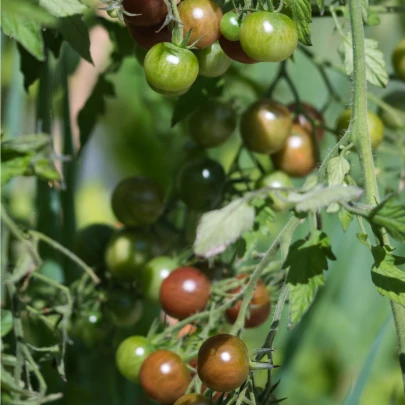 BIO Paradajka kokteilová Brown Berry - Solanum lycopersicum - bio semená - 7 ks