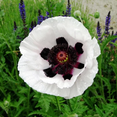 Mak východný Checkers - Papaver orientale - semená - 50 ks