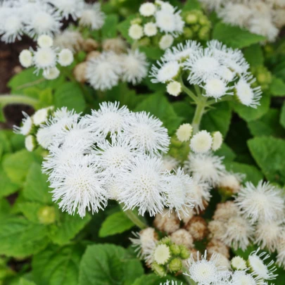 Agerát Aloha biely - Ageratum - semena - 20 ks