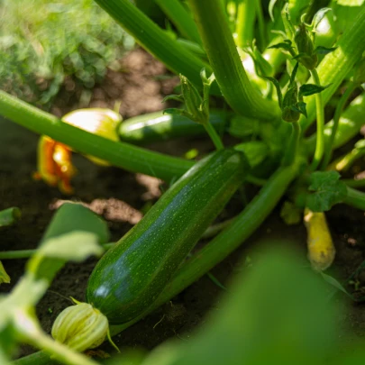 BIO Cuketa Ola Escaladora - Cucurbita pepo - bio semená - 5 ks