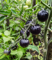 BIO Paradajka Indigo Rose - Solanum lycopersicum - bio semená - 7 ks