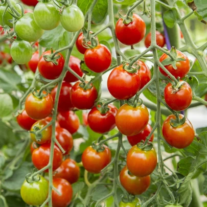 BIO Divoká paradajka Rote Murmel - Solanum pimpinellifolium - bio semená - 6 ks