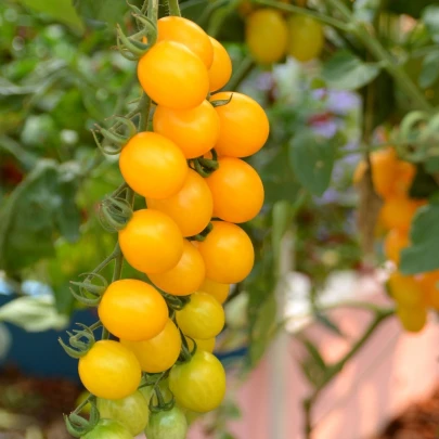 Divoká paradajka Murmel žltá - Solanum pimpinellifolium - semená - 6 ks