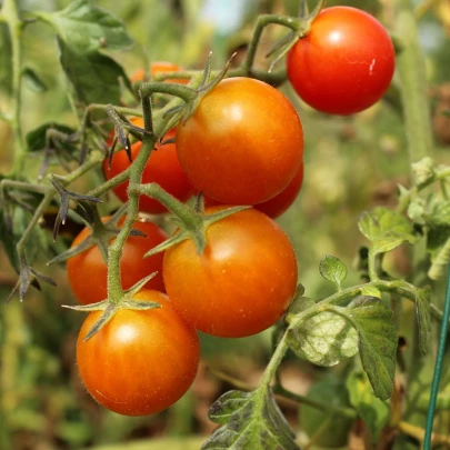 BIO Paradajka kokteilová Primavera - Solanum lycopersicum - bio semená - 7 ks