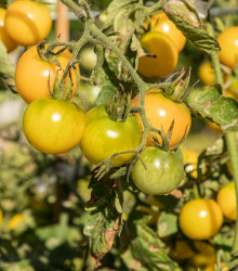 BIO Paradajka Tom Yellow - Solanum lycopersicum - bio semená - 7 ks
