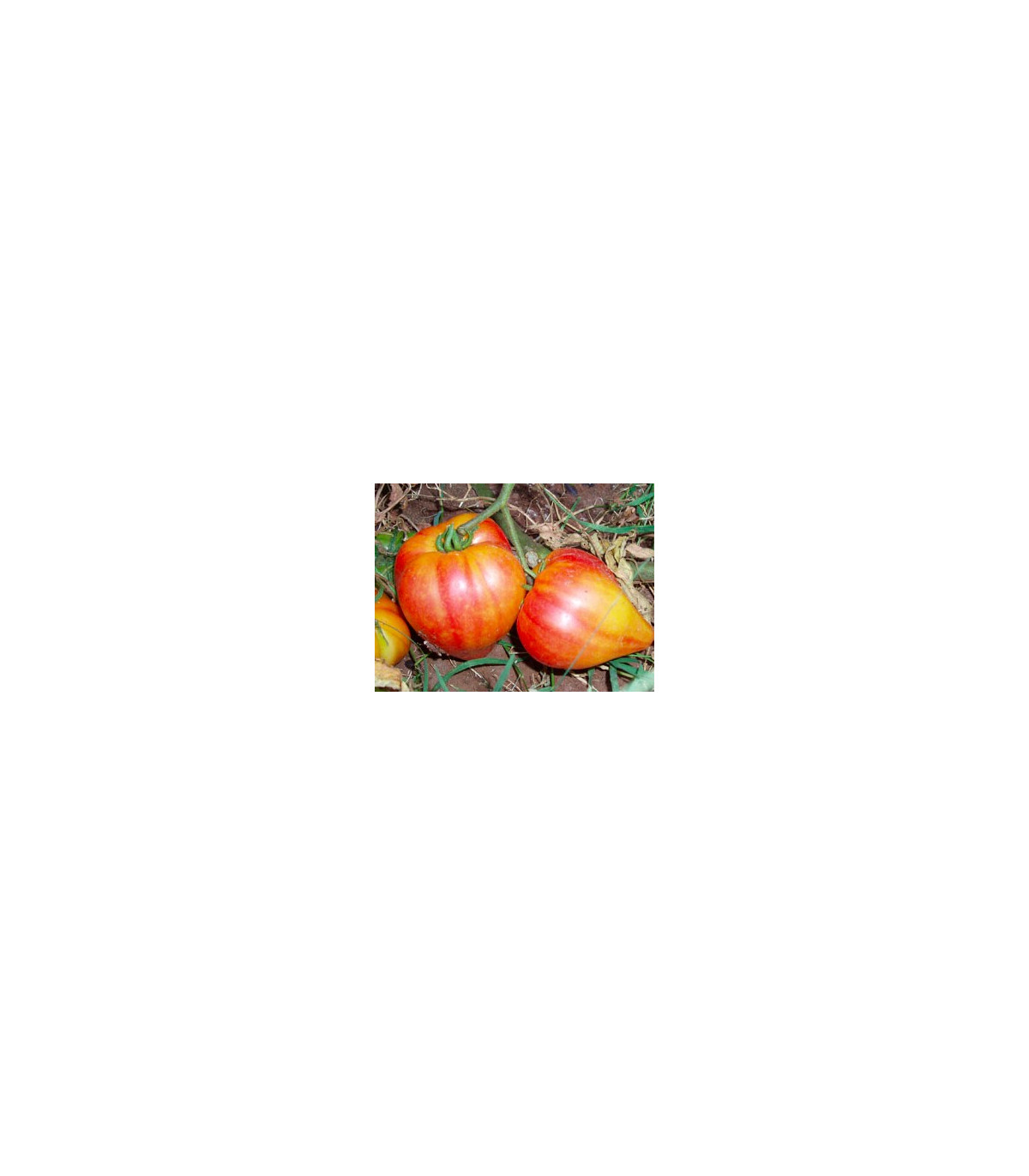 Paradajka ruská oranžová - semená - 6 ks