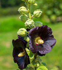 Topoľovka čierna - Alcea nigra - voľnokorenné sadenice topoľovky - 1 ks