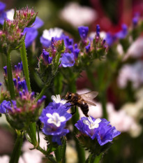 Limonka chobotnatá modrá - Limonium sinuatum - semená - 30 ks