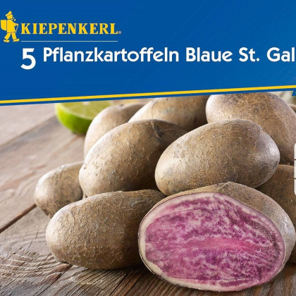 Sadbové zemiaky Blaue St. Galler - Solanum tuberosum - zemiaky - 5 ks