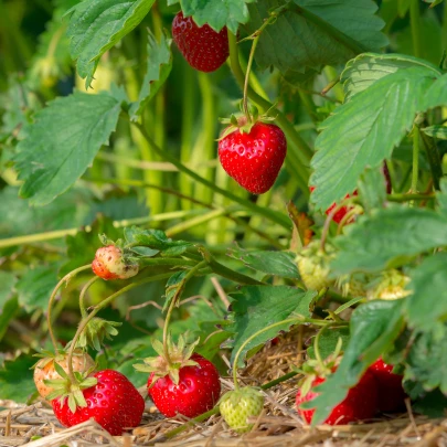 Jahoda Korona - Fragaria ananassa - voľnokorenné sadenice jahôd - 5 ks