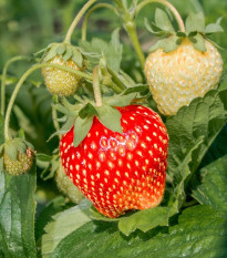 Jahoda Senga - Fragaria ananassa - voľnokorenné sadenice jahôd - 3 ks