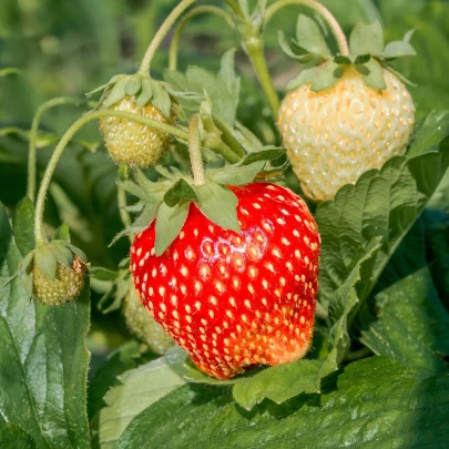 Jahoda Senga - Fragaria ananassa - voľnokorenné sadenice jahôd - 3 ks