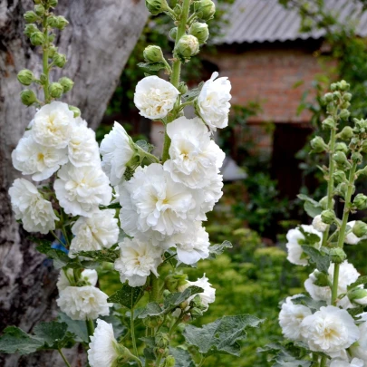 Topoľovka biela - Alcea - voľnokorenné sadenice topoľovky - 1 ks