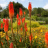 Mnohokvet Nancy Red - Kniphofia - voľnokorenné sadenice mnohokvetu - 1 ks