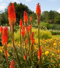 Mnohokvet Nancy Red - Kniphofia - voľnokorenné sadenice mnohokvetu - 1 ks