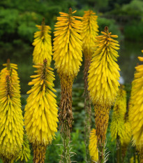 Mnohokvet Minister Verschuur - Kniphofia - voľnokorenné sadenice mnohokvetu - 1 ks