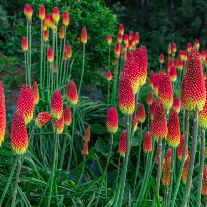 Mnohokvet červeno-žltý - Kniphofia - Kleopatrina ihla - voľnokorenné sadenice mnohokvetu - 1 ks