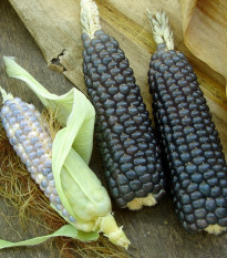 Kukurica Negro Cine - Zea mays - semená - 15 ks