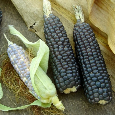 Kukurica Negro Cine - Zea mays - semená - 15 ks