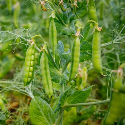 BIO Hrach dreňový Gloriosa - Pisum sativum - bio semená - 50 ks