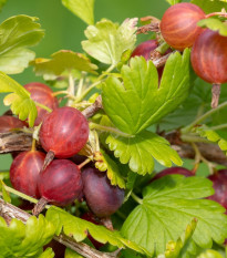 Egreš červený - Ribes uva-crispa - voľnokorenné sadenice egreša - 1 ks