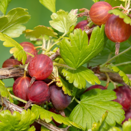 Egreš červený - Ribes uva-crispa - voľnokorenné sadenice egreša - 1 ks