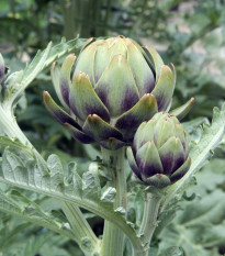 BIO Artičoka Green Globe - Cynara scolymus - bio semená - 10 ks