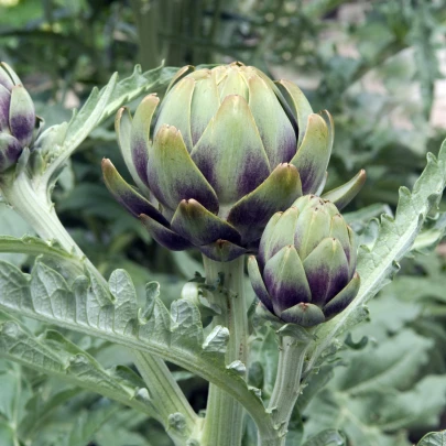 BIO Artičoka Green Globe - Cynara scolymus - bio semená - 10 ks