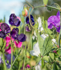 BIO Hrachor voňavý zmes farieb - Lathyrus odoratus - bio semená - 15 ks