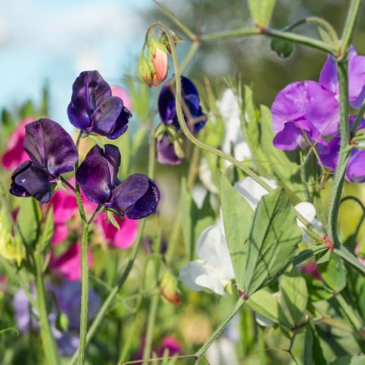 BIO Hrachor voňavý zmes farieb - Lathyrus odoratus - bio semená - 15 ks