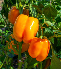 Paprika Snack Orange - Capsicum annuum - semená - 6 ks